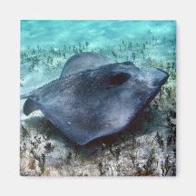 Südlicher Stingray Kühlschrankmagnet
