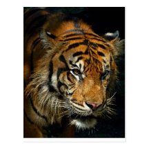 Sumatran Tiger-Postkarte