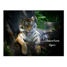 Sumatran Tiger Postkarte