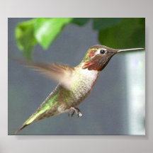 Summenvogel Poster