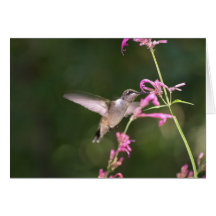 SummenvogelAgastache Karte