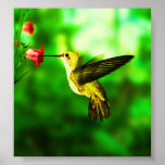 Summenvogelplakat