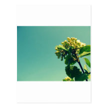 Summer Flower Post Cards