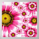 summer flowers pink white gerbera poster