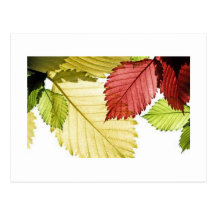 Summer Leaves Post Cards