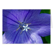 SummerFlowers006 Karte