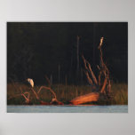 Sumpf-Vogel-Sonnenaufgang-Plakat-Druck