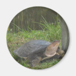 Sumpfgebiet-Schildkröte Magnets