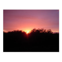 Sumpfgebiet-Sonnenuntergang über den Bäumen Postkarten