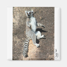 Sun-Anbetung Lemurmagnet Kühlschrankmagnet