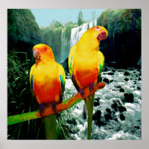 Sun Conures Posterdrucke