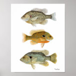 Sunfish Redear, Longear u. grüner Sunfish Plakatdrucke