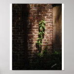 Sunlit Rebe Plakatdrucke