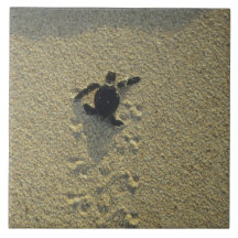 Suppenschildkröte, (Chelonia mydas), Hatchling Kachel