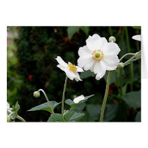 "Süße Anemone " Karten