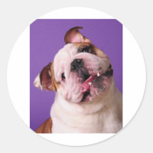 Süsse ist eine Bulldogge Sticker