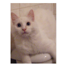 Süsse Kitty ziehen an sich von der Toilettenpostka