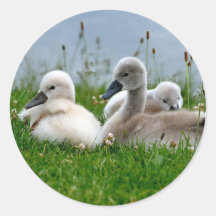 Süße Schwan-Babys - Aufkleber