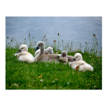 Süße Schwan-Babys - Postkarte