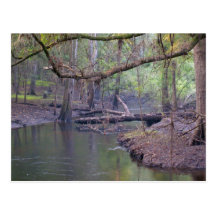 Suwannee Fluss-Stauwasser Postkarte