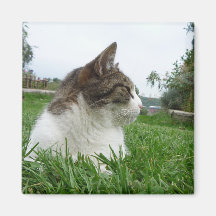 Tabby-Katze, die im Gras sich entspannt Magnete