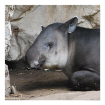 Tapir-Einladungen