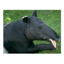 Tapir Postkarten