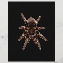 Tarantula-Spinne Flyerdruck