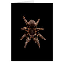 Tarantula-Spinne Grußkarten