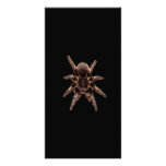 Tarantula-Spinne Photo Grußkarte