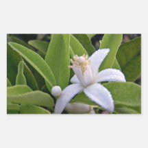 Tau bedeckte weiße Zitrusfruchtblüte Rechteckige Sticker