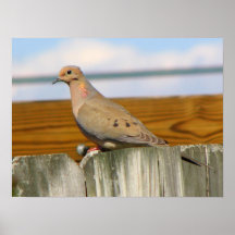Taube Plakatdruck