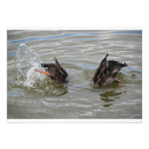 tauchende Einladung der Enten