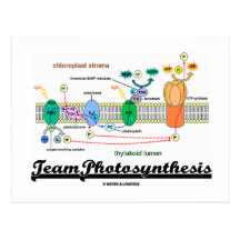 Team-Fotosynthese (lichtabhängige Reaktionen) Postkarte