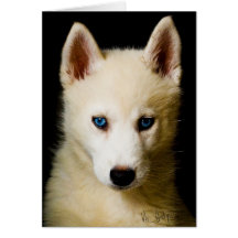 Tehya - sibirischer Husky Grußkarten