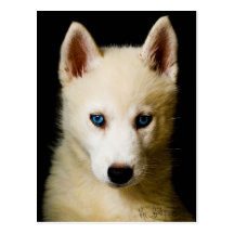 Tehya - sibirischer Husky Postkarte