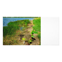 Teichbank mit Teich-Pflanzen Photokartenvorlage