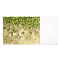 Teichgras- und -sandhintergrund foto grußkarte
