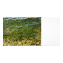 Teichgras-Unterwasserbild Bildkarte
