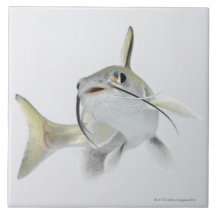 Tete Seewels (Hexanematichthys seemanni) 2 Kachel