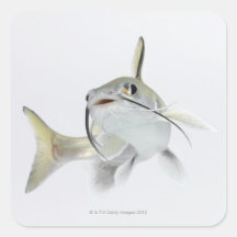 Tete Seewels (Hexanematichthys seemanni) 2 Sticker