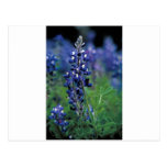 Texas Bluebonnet-2-Best Postkarten