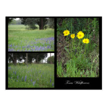 Texas-Wildblumen-Postkarte