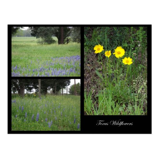 Texas-Wildblumen-Postkarte