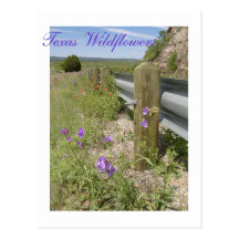 Texas-Wildblumen Postkarte