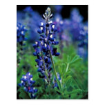 TexasBluebonnet Postkarten