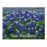 Texasbluebonnets-Feld-Foto Postkarten