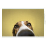 the lens cleaner cards