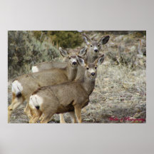 Three Does Poster