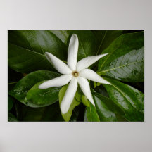 Tiare Blüte Posterdrucke
